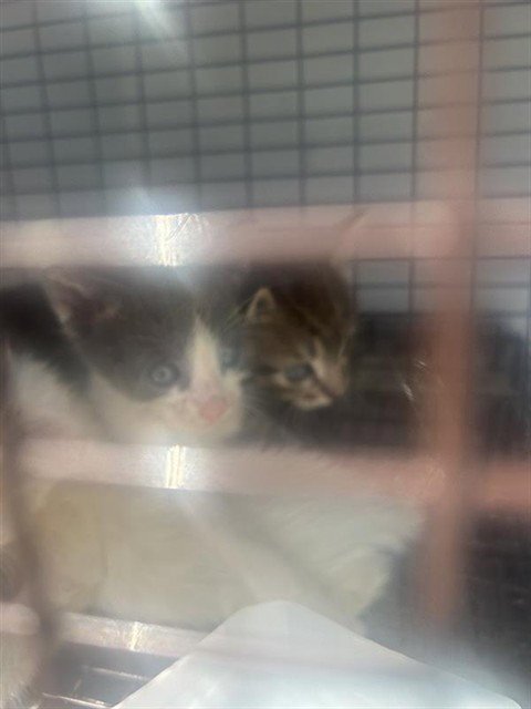 A661720 - Domestic Short Hair available for adoption