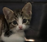 KITTEN 3 - Photo 1