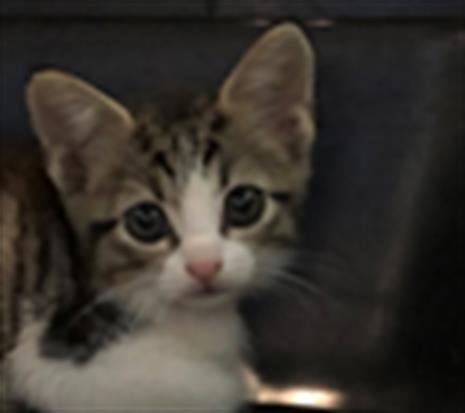KITTEN 3 - Domestic Short Hair available for adoption