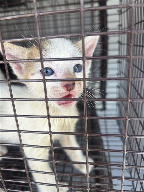 A661717 - Domestic Short Hair available for adoption