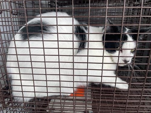 A658172 - Domestic Short Hair available for adoption