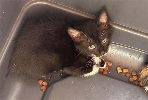 A658501 - Domestic Short Hair available for adoption