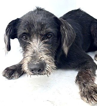 OTTO - German Wirehaired Pointer available for adoption