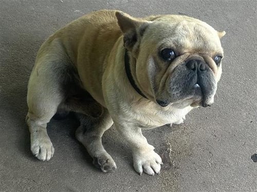 A657250 - French Bulldog available for adoption