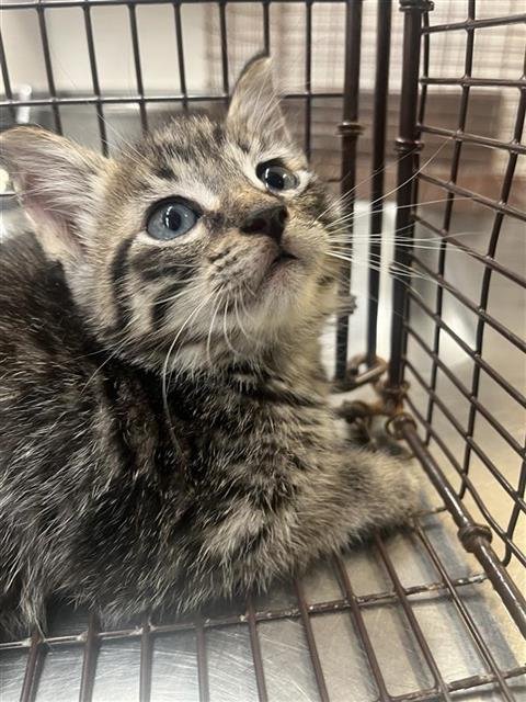 A658315 - Domestic Short Hair available for adoption