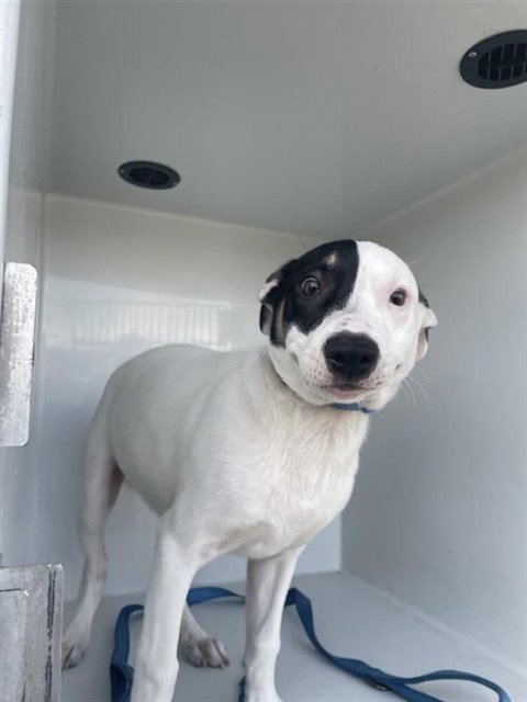 A660471 - Dogo Argentino available for adoption