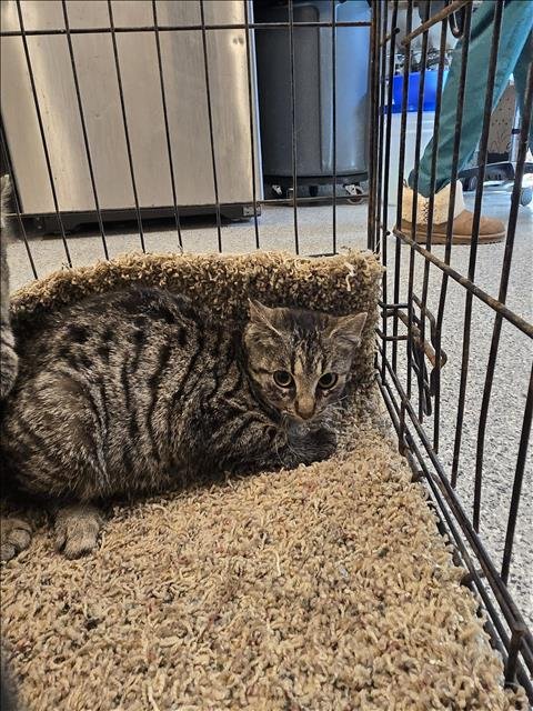 KITTY POP - Domestic Short Hair available for adoption