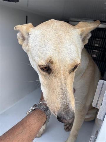 COCO - Labrador Retriever / Siberian Husky available for adoption