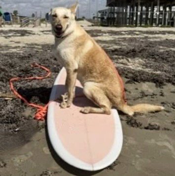 COCO - Labrador Retriever / Siberian Husky available for adoption