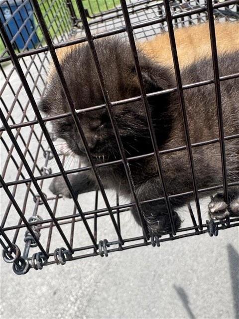 A658264 - Domestic Short Hair available for adoption
