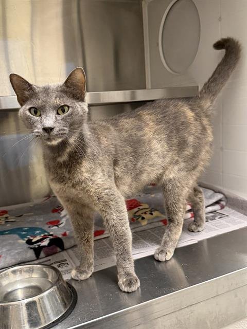 MS. GIGI - Domestic Short Hair available for adoption