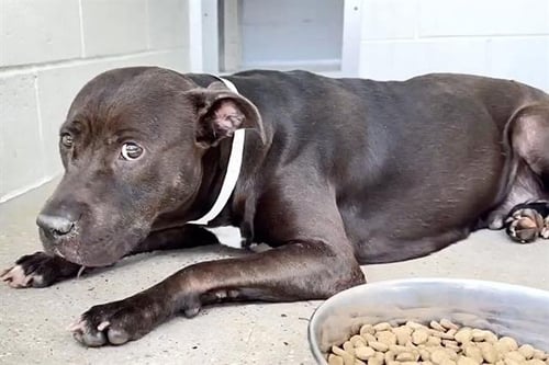 RUBY - Pit Bull Terrier available for adoption