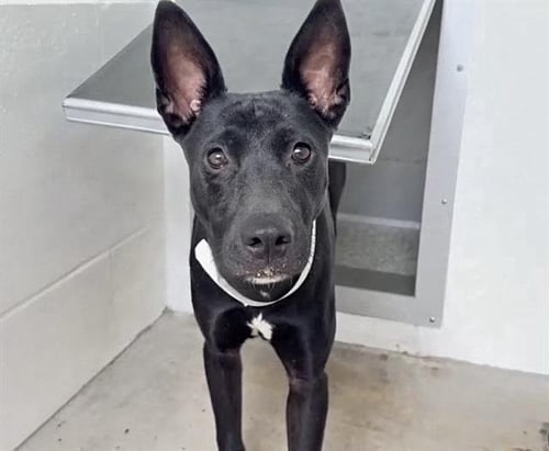 A662032 - Australian Kelpie available for adoption