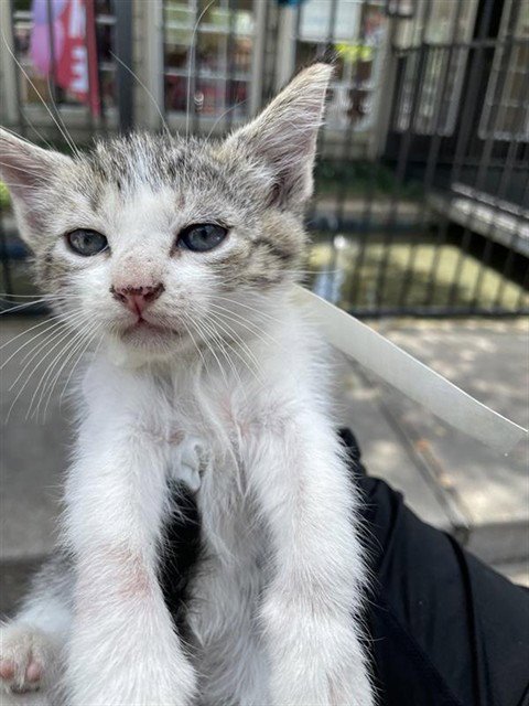 A658805 - Domestic Medium Hair available for adoption