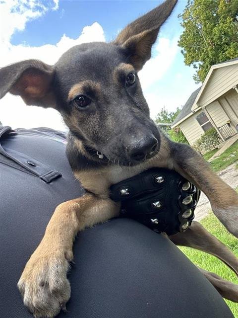 A660810 - German Shepherd Dog available for adoption