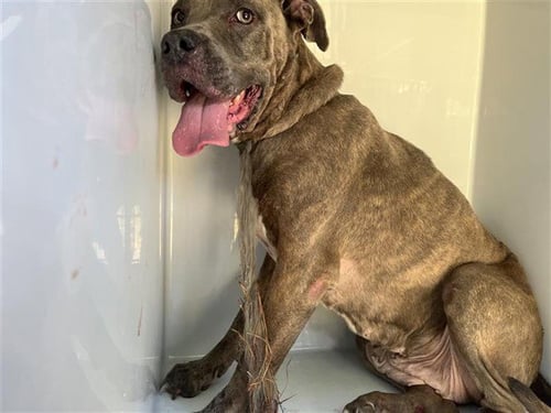 ASIA - Pit Bull Terrier available for adoption