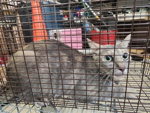 A660040 - Domestic Short Hair available for adoption