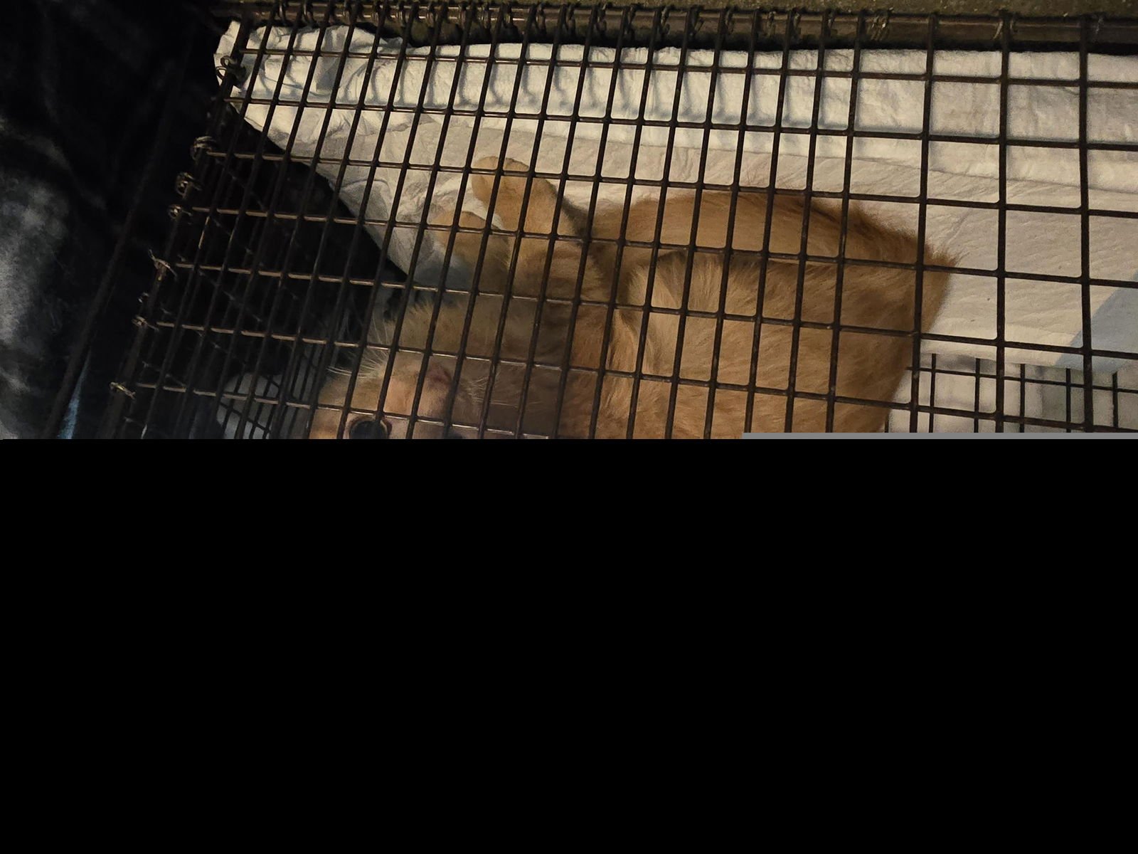 A650515 - Domestic Short Hair available for adoption