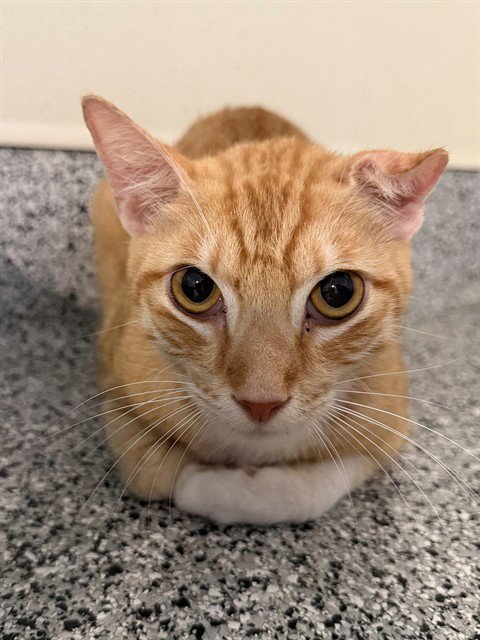 RUDOLPH - Domestic Short Hair available for adoption