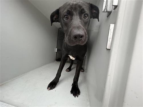 HENDERSON - Labrador Retriever available for adoption