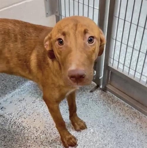 A660190 - Labrador Retriever available for adoption