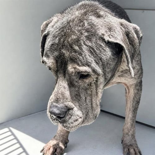 A661602 - Pit Bull Terrier available for adoption