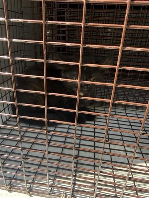 A660120 - Domestic Short Hair available for adoption
