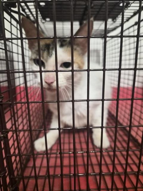 A656834 - Domestic Short Hair available for adoption