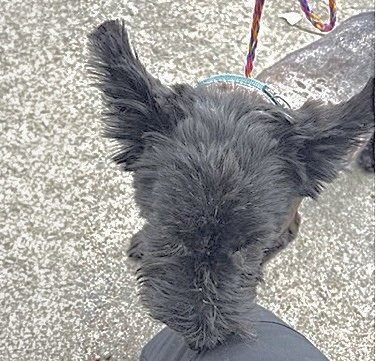 A662906 - Scottish Terrier Scottie available for adoption