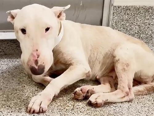 CIARA - Bull Terrier available for adoption