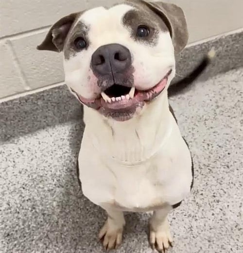 JOEY - Pit Bull Terrier available for adoption