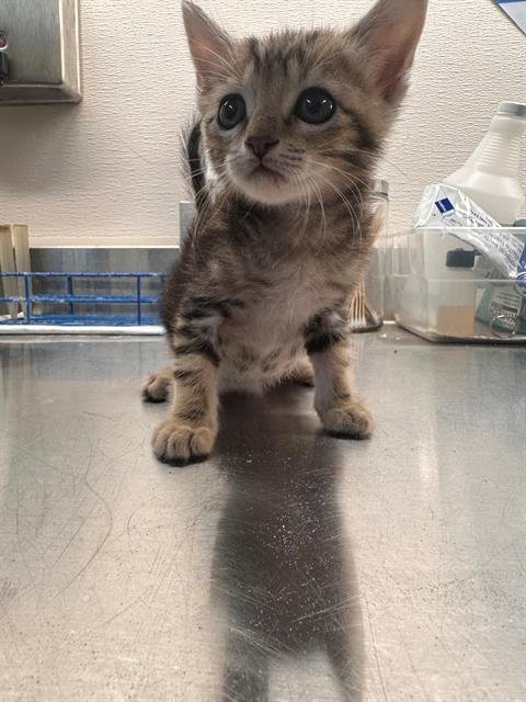 MAX - Domestic Short Hair available for adoption