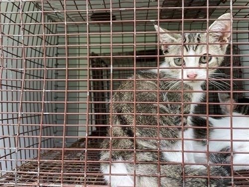 A657774 - Domestic Short Hair available for adoption