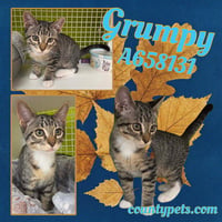 GRUMPY - Photo 1