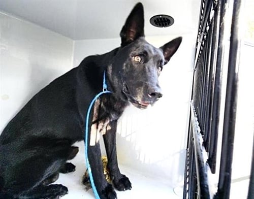 A660309 - German Shepherd Dog available for adoption