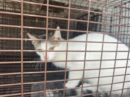 A660883 - Domestic Short Hair available for adoption