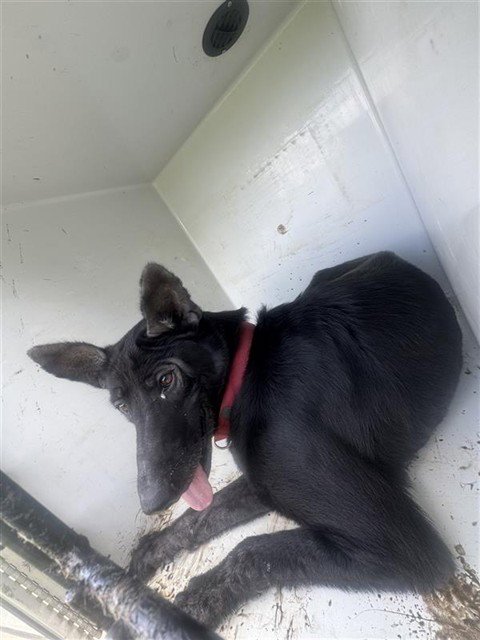 FRIDA - German Shepherd Dog available for adoption