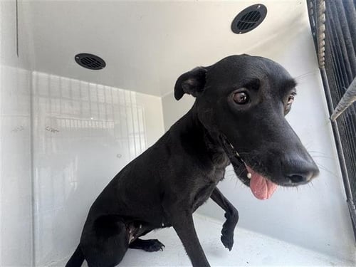 KALEY - Labrador Retriever available for adoption