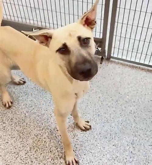 A660539 - Black Mouth Cur / Belgian Shepherd Malinois available for adoption