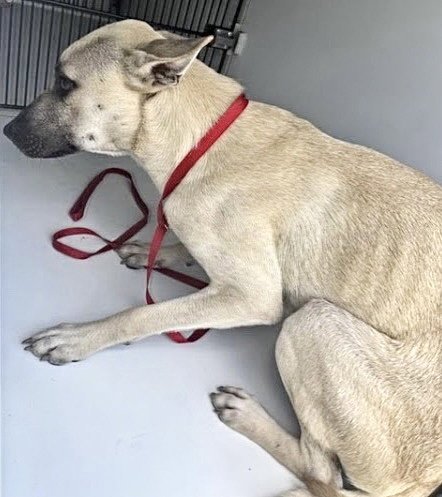 A660539 - Black Mouth Cur / Belgian Shepherd Malinois available for adoption