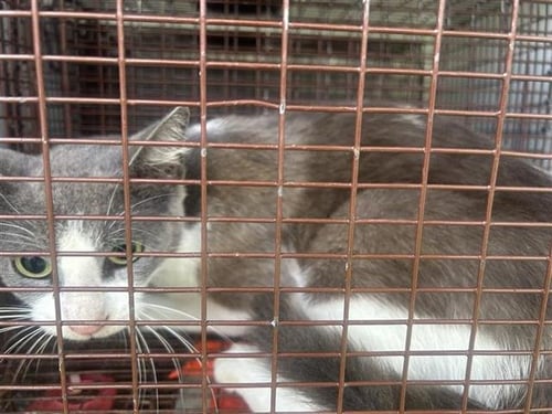A658141 - Domestic Short Hair available for adoption