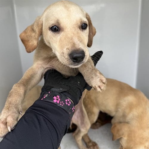 A657969 - Labrador Retriever available for adoption