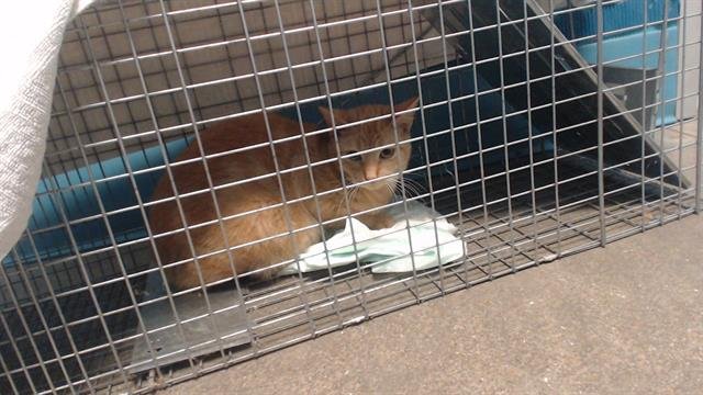 A650554 - Domestic Short Hair available for adoption