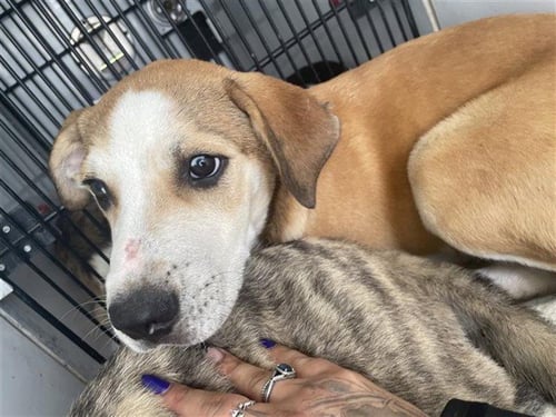 A658209 - Catahoula Leopard Dog / Black Mouth Cur available for adoption