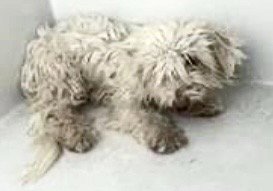 A660887 - Maltese available for adoption
