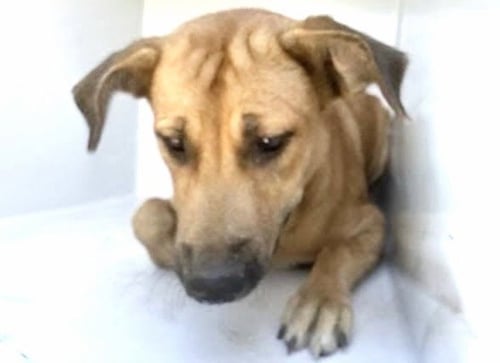VEGA - Labrador Retriever / Black Mouth Cur available for adoption
