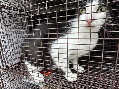 KIMMY - Domestic Short Hair available for adoption
