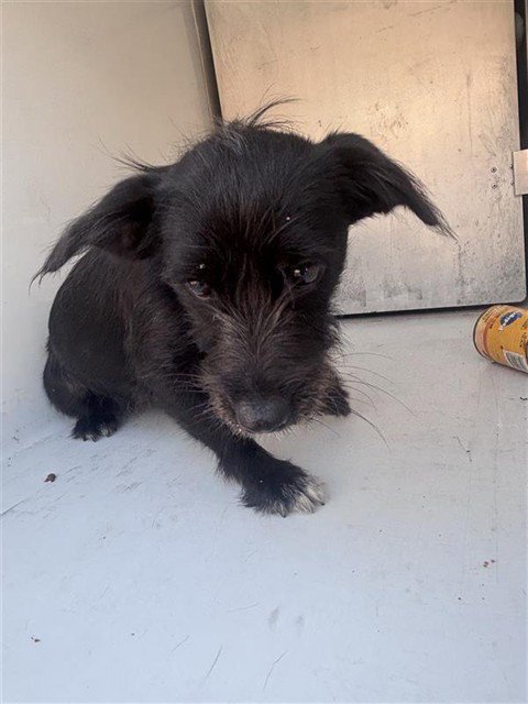 A662361 - Scottish Terrier Scottie available for adoption