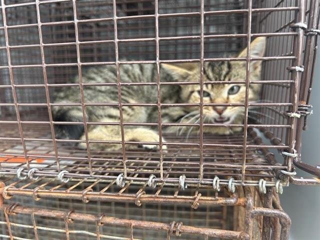 A650477 - Domestic Medium Hair available for adoption