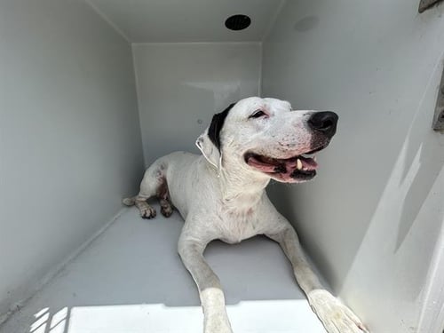 TRACE - Labrador Retriever available for adoption